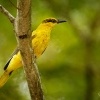 Zluva cernosijna - Oriolus chinensis - Black-naped oriole 9453